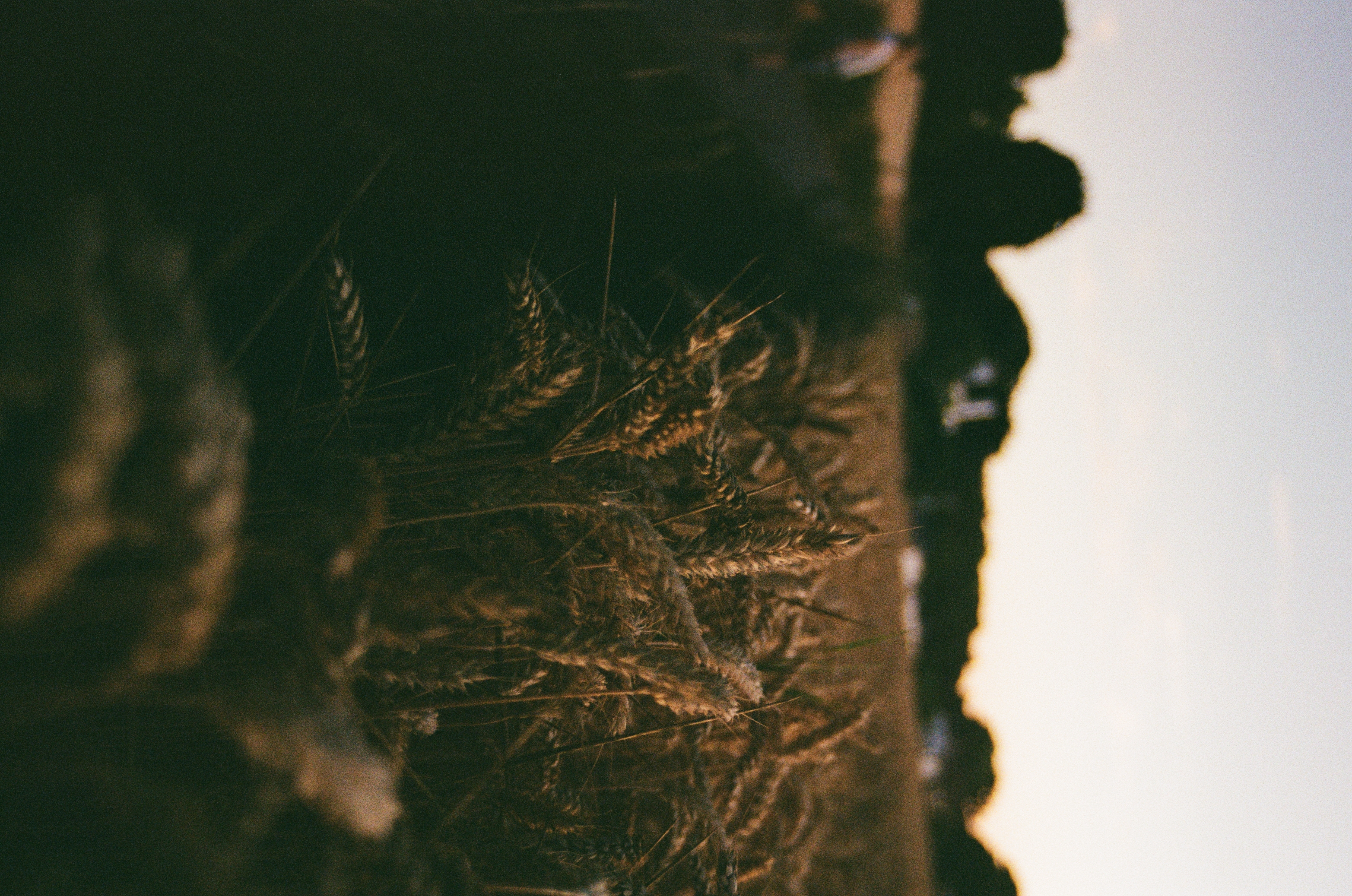 Wheat Field shot on film